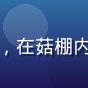 用户周菊花头像：中年女性农民，在菇棚内采收蘑菇，面带喜悦的丰收表情