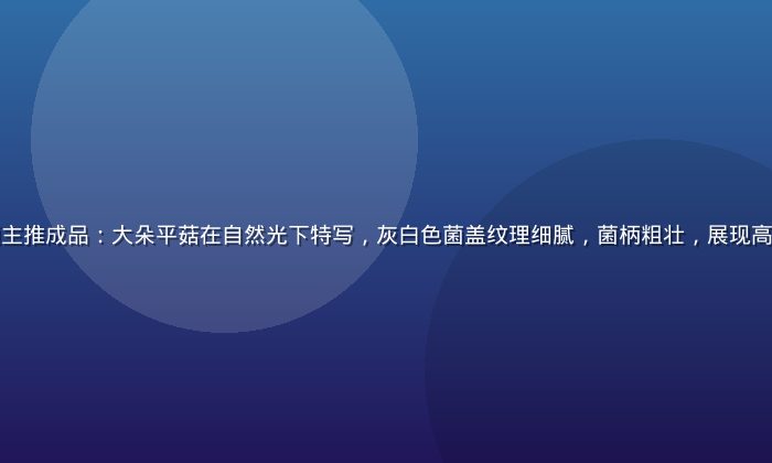 蘑菇成品人视频主推成品：大朵平菇在自然光下特写，灰白色菌盖纹理细腻，菌柄粗壮，展现高产优质培育成果