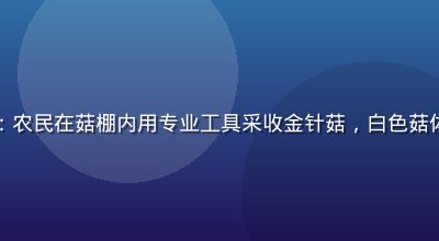 蘑菇成品人视频采收篇：农民在菇棚内用专业工具采收金针菇，白色菇体在绿色背景下格外鲜嫩