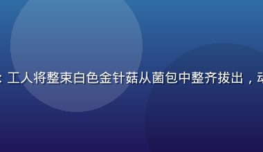 蘑菇成品人视频金针菇采收：工人将整束白色金针菇从菌包中整齐拔出，动作轻柔专业，成品完整无损